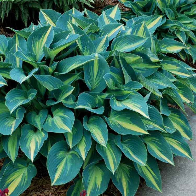 June hosta has blue and yellow variegation that gives a cool, striking effect in the garden.