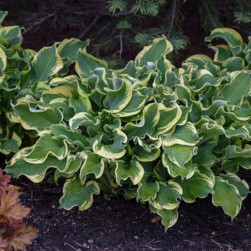 Shadowland 'Wheee!' Hosta has ruffled green and white leaves