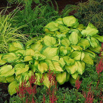 'Stained Glass' Hosta leaves shimmer in the sun
