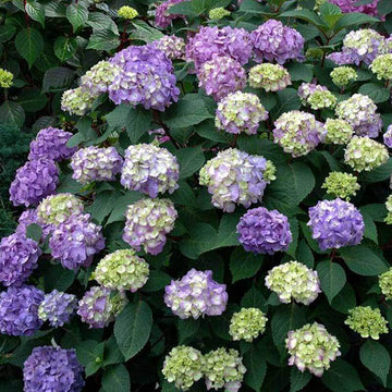Endless Summer BloomStruck Bigleaf Hydrangea is bred for northern hardiness and continual rebloom
