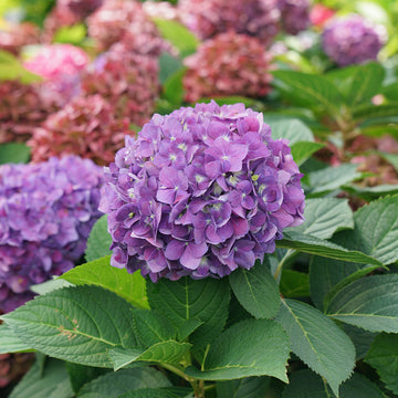 Let's Dance Arriba has bright purple blooms in summer.
