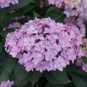 Let's Dance Can Do!™ Bigleaf Hydrangea blooms for months. 