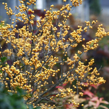 Berry Heavy Gold Winterberry Holly has unusual gold berries instead of the usual red 