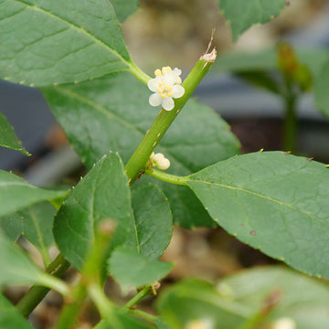 Little Goblin® Guy Winterberry Holly is a space saving male winterberry and pollinates female winterberry hollies. 