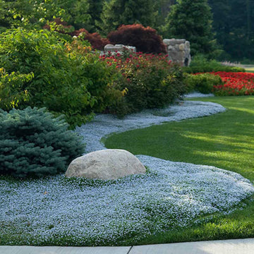 Blue Star Creeper has fast growing ground cover for sun to part shade