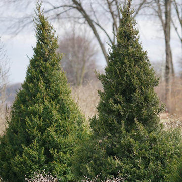 Gin Fizz Juniper naturally grows with a conical habit