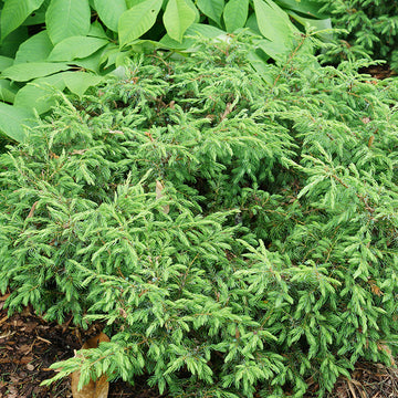 Tortuga Juniper is emerald green with evergreen foliage
