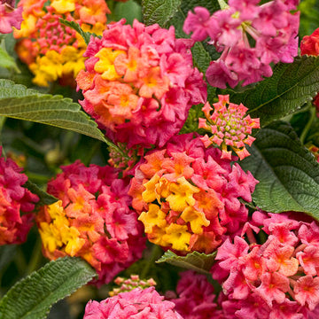 Luscious® Berry Blend™ Lantana has pink, orange, and yellow flowers