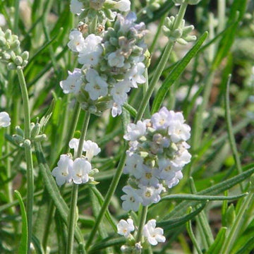 Ellagance Ice Lavender is a lovely white flowering lavender. 