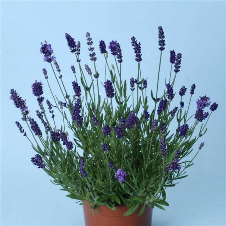 Ellagance Purple Lavender is a Bold purple flowers and uniform habit.