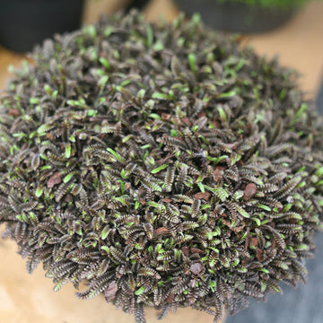 Platt's Black Brass Buttons provides great texture and unique color in a low growing ground cover