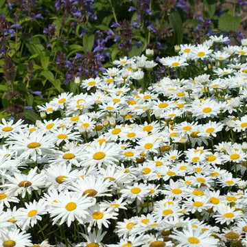 Becky Shasta Daisy is a long blooming classical white flower.  