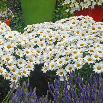 Amazing Daisies Daisy May Shasta Daisy are long blooming and reblooming flowers