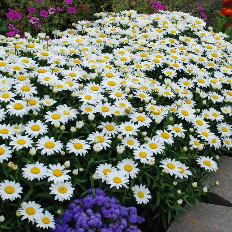 Snowcap Shasta Daisy has huge four inch pure white flowers