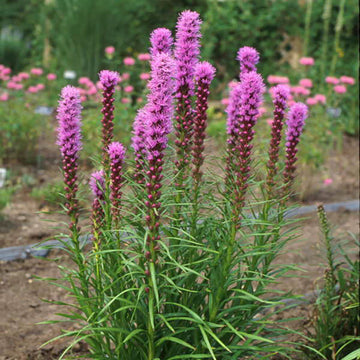 Kobold Blazing Star has bright pink spiky flowers