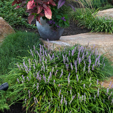 Lilyturf is a fast growing shade ground cover.