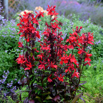 Vulcan Red Cardinal Flower is a native plant with stunning fiery red blooms