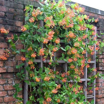 Dropmore Scarlet Honeysuckle Vine is a heavy flowering orange honeysuckle vine and is ideal for trellis or fence where it forms an impressive cloud of foliage and flower.
