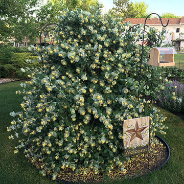 Kintzley's Ghost Honeysuckle Vine has unique foliage that looks like flying saucer like discs
