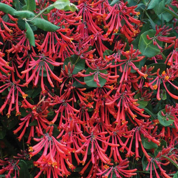 Major Wheeler Honeysuckle Vine is flowering red with fast growing vine and used for ground coverage