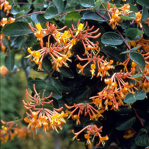 Mandarin Honeysuckle Vine has orange flowers and is a fast growing twining vine