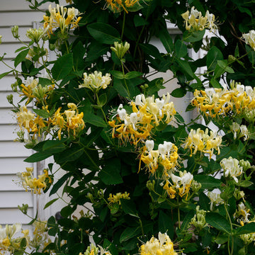 Scentsation Honeysuckle Vine is non invasive with abundant yellow blooms