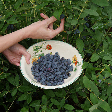 Yezberry Honey Bunch Japanese Haskap can be picked for its delicious fruit.