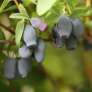 Yezberry Maxie Japanese Haskap in early spring bear big crops of luscious berries. 