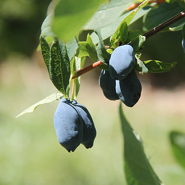Yezberry Sugar Pie Japanese Haskap produces sweet berries in June!