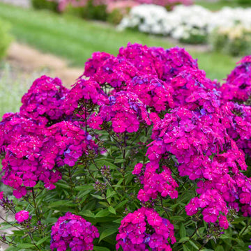 Luminary™ 'Ultraviolet' Tall Garden Phlox has vibrant magenta flowers