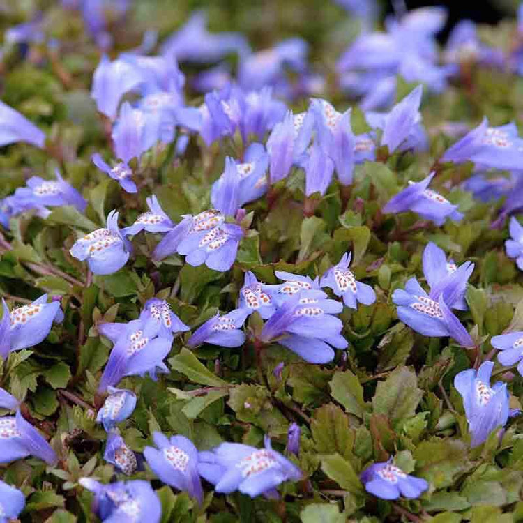 Purple Mazus has delicate lavender flowers in late spring