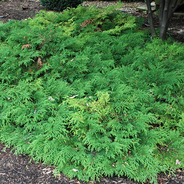 Siberian Cypress is an evergreen groundcover for sun or shade