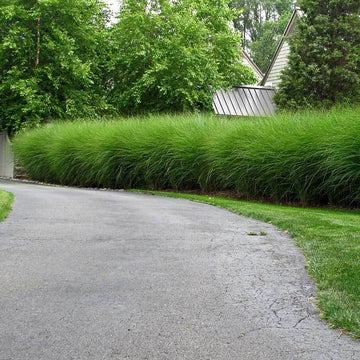 Gracillimus Maiden Grass is a popular hedge plant or back of the border combined with shrubs or roses