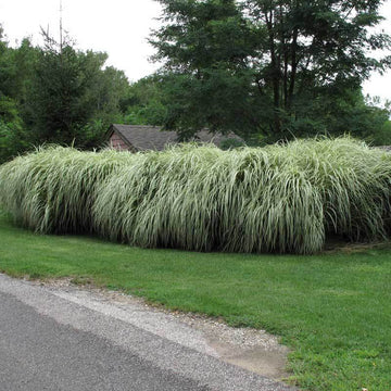 Variegatus Maiden Grass makes a great privacy border