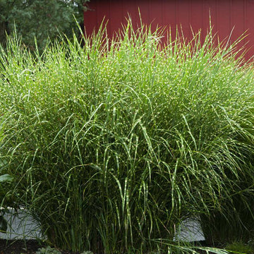 Zebrinus Maiden Grass has striped green and yellow leaves