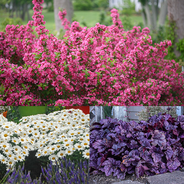 The Mother's Day collection from Great Garden Plants features the bright blooms of Sonic Bloom Pink weigela, the classic flowers of Amazing Daisies Daisy May and the lush and vibrant purple foliage of Dolce Wildberry coral bells