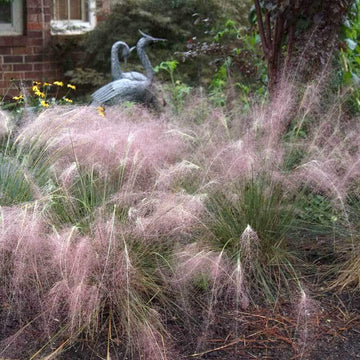 Pinky Muhlygrass has clouds of pink flowers that resemble cotton candy