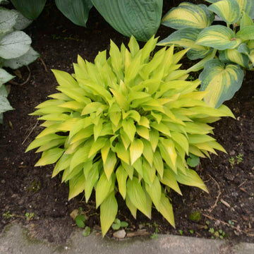 Munchkin Fire hosta has bright yellow leaves last all season and stand out in the shade.