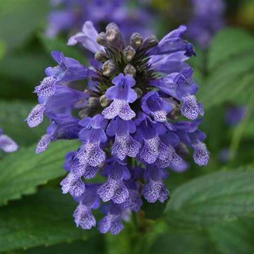 Blue Prelude Catmint is a bold flower plant with bright blue flower blooms that attracts pollinator. 