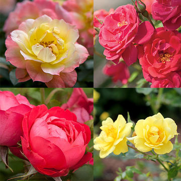 Our collection of Oso Easy roses not only saves you money but it instantly gives you a rose garden that's easy to care for and almost maintenance free