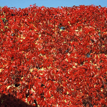 Red Wall Virginia Creeper is a fast growing vine with outstanding fall color