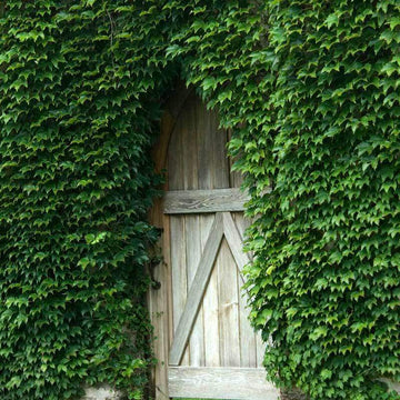 Boston Ivy grows six to eight feet a year