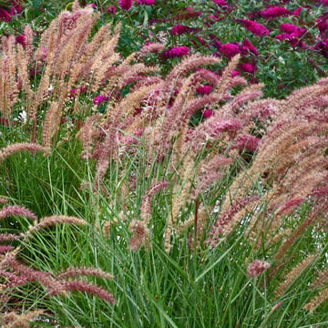 Karley Rose Fountain Grass is a long blooming ornamental grass with rose purple plumes