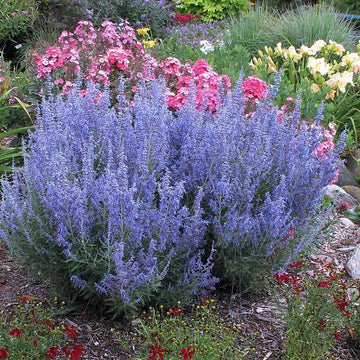 Denim 'n Lace Russian Sage is a prolific blue blooms that make great cut flowers.
