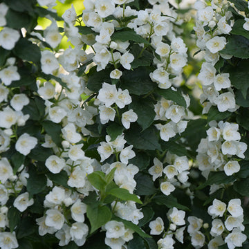 Illuminati Tower Mockorange has hundreds of fragrant white flowers in spring