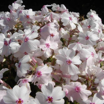 Amazing Grace Creeping Phlox has white flowers with pink centers.