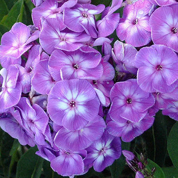 Laura Phlox has big purple and white blooms