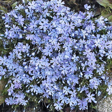 Emerald Blue Creeping Phlox has hundreds of fragrant star-shaped blue blooms in late spring.