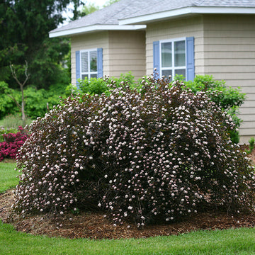 Summer Wine Ninebark have soft pinkish white flowers in early summer