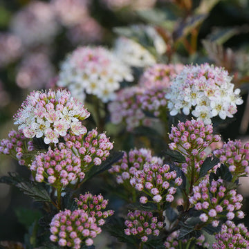 Tiny Wine Ninebark has deep purple foliage and soft pink flowers in early summer